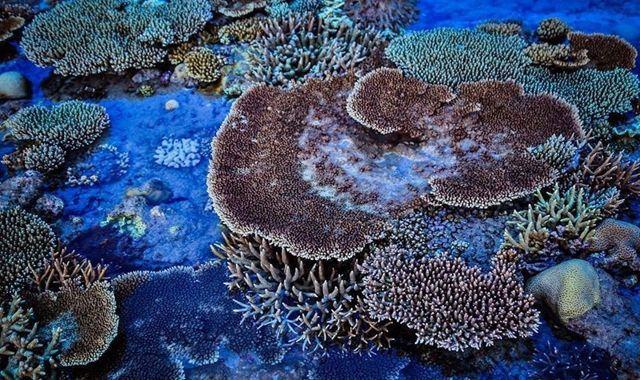 san hô tại vịnh vân phong